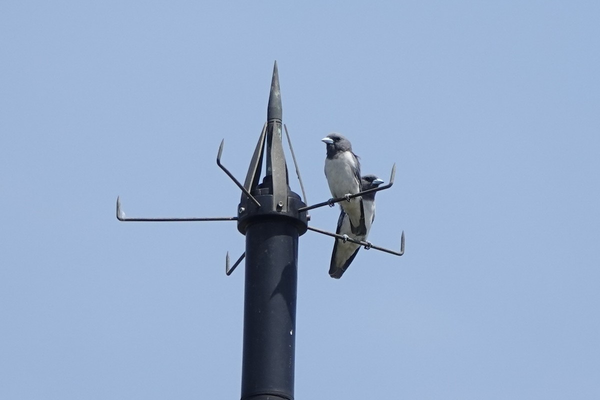 White-breasted Woodswallow - ML626807808