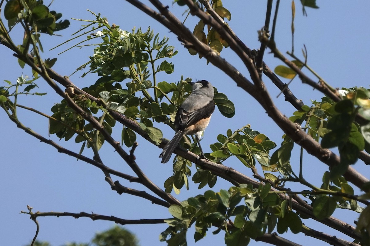 Long-tailed Shrike (bentet) - ML626807812