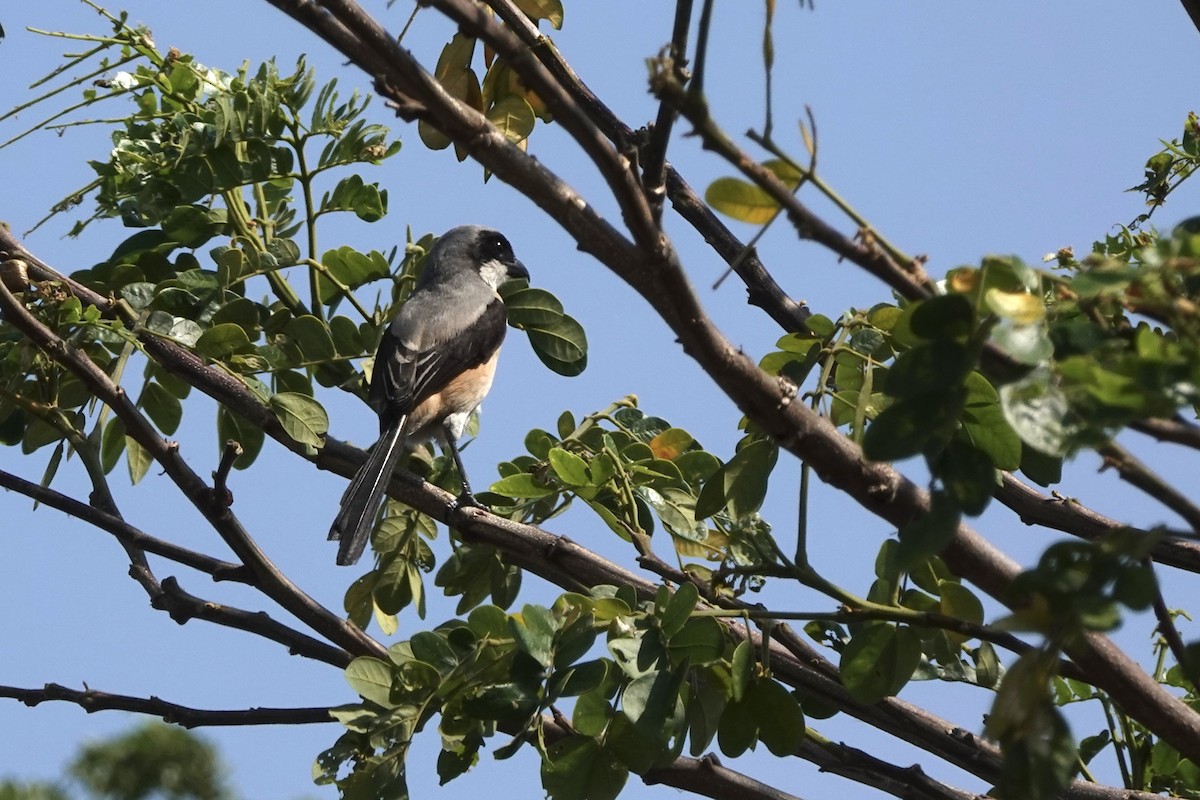 Long-tailed Shrike (bentet) - ML626807813