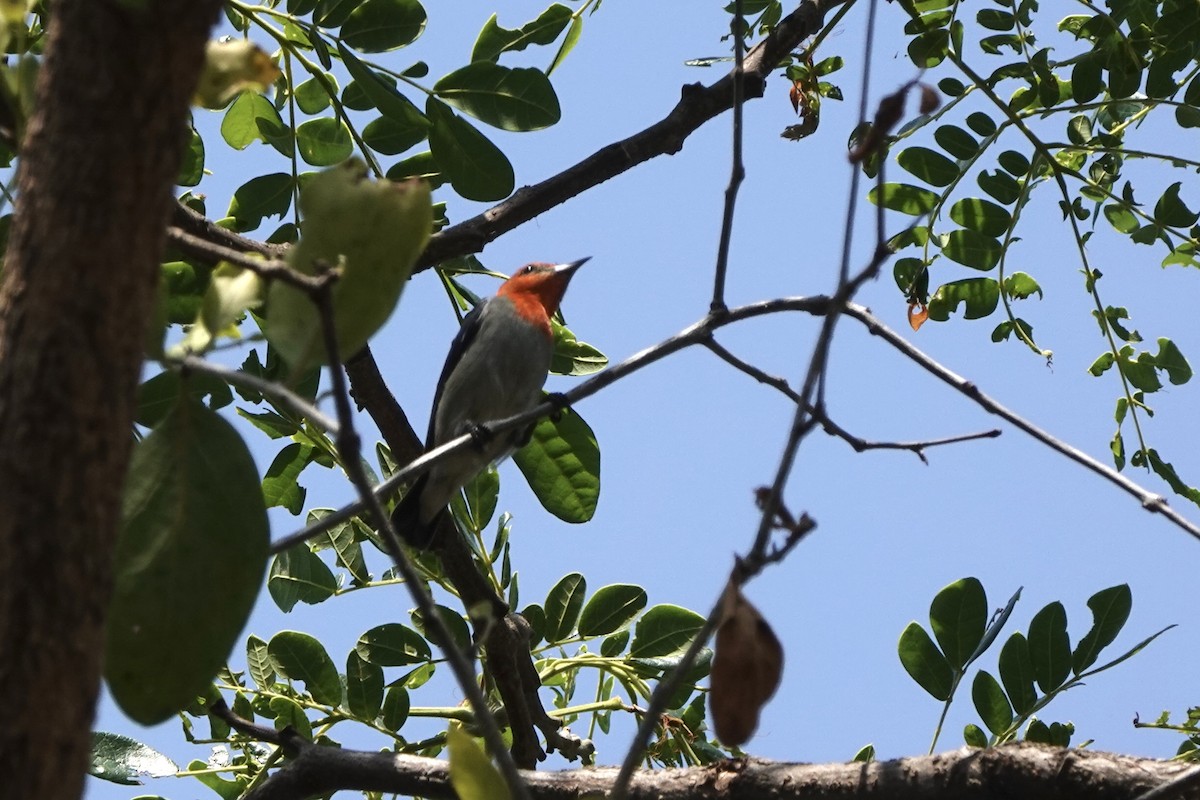 Scarlet-headed Flowerpecker - ML626807832