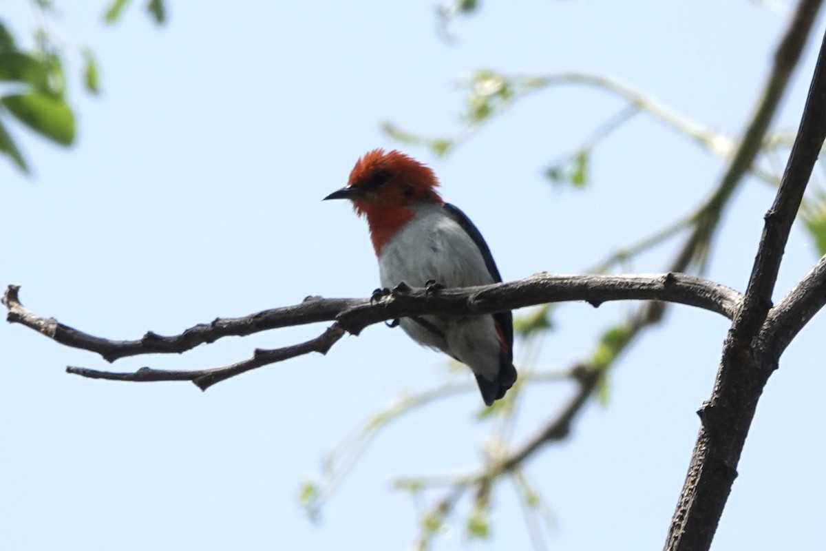 Scarlet-headed Flowerpecker - ML626807833