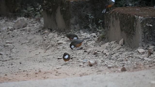 White-throated Laughingthrush - ML626807900