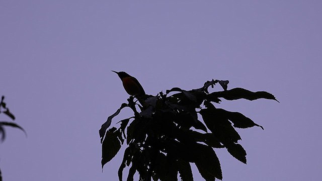 Green-tailed Sunbird (Green-tailed) - ML626807904