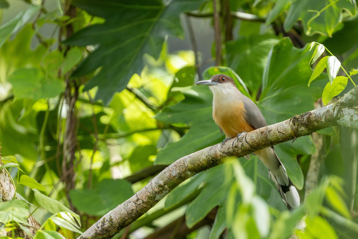 Jamaican Lizard-Cuckoo - ML626807926