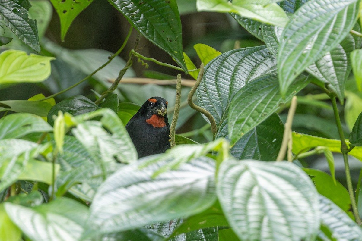 Greater Antillean Bullfinch - ML626807939