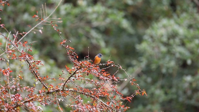 Blue-fronted Redstart - ML626807942