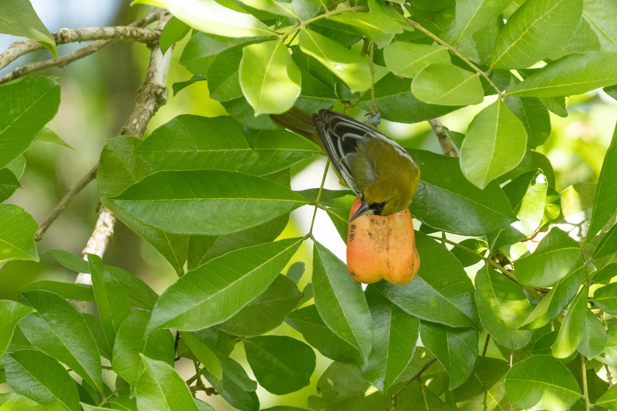 Jamaican Oriole - ML626807952