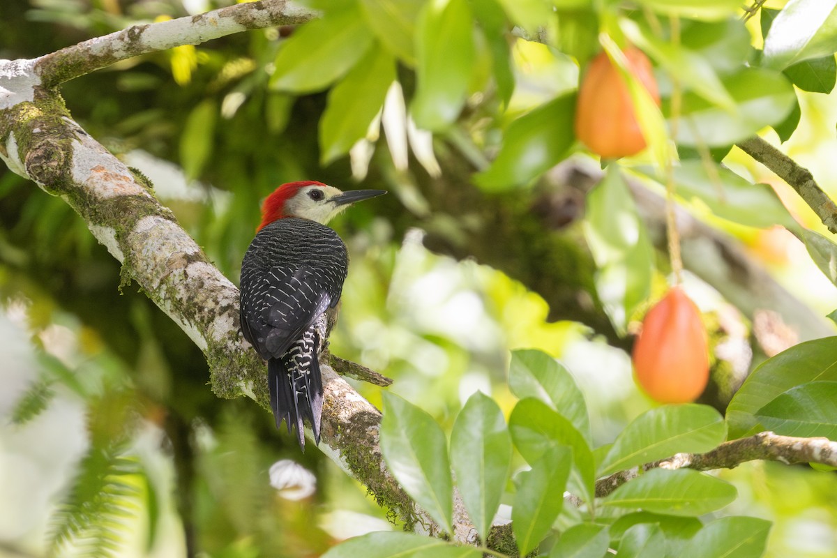 Jamaican Woodpecker - ML626807962