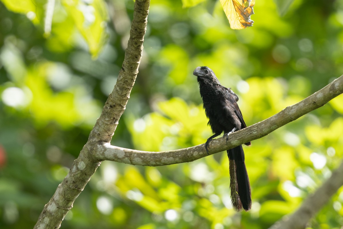 Smooth-billed Ani - ML626807971