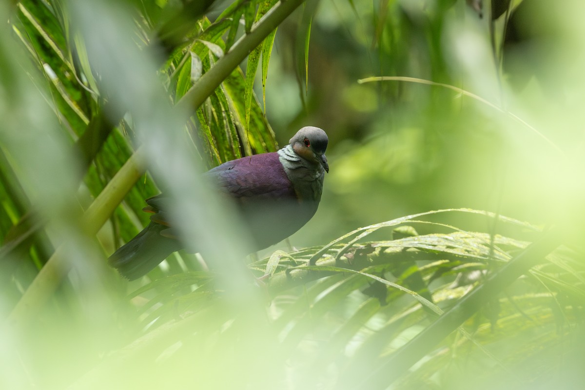 Crested Quail-Dove - ML626807981