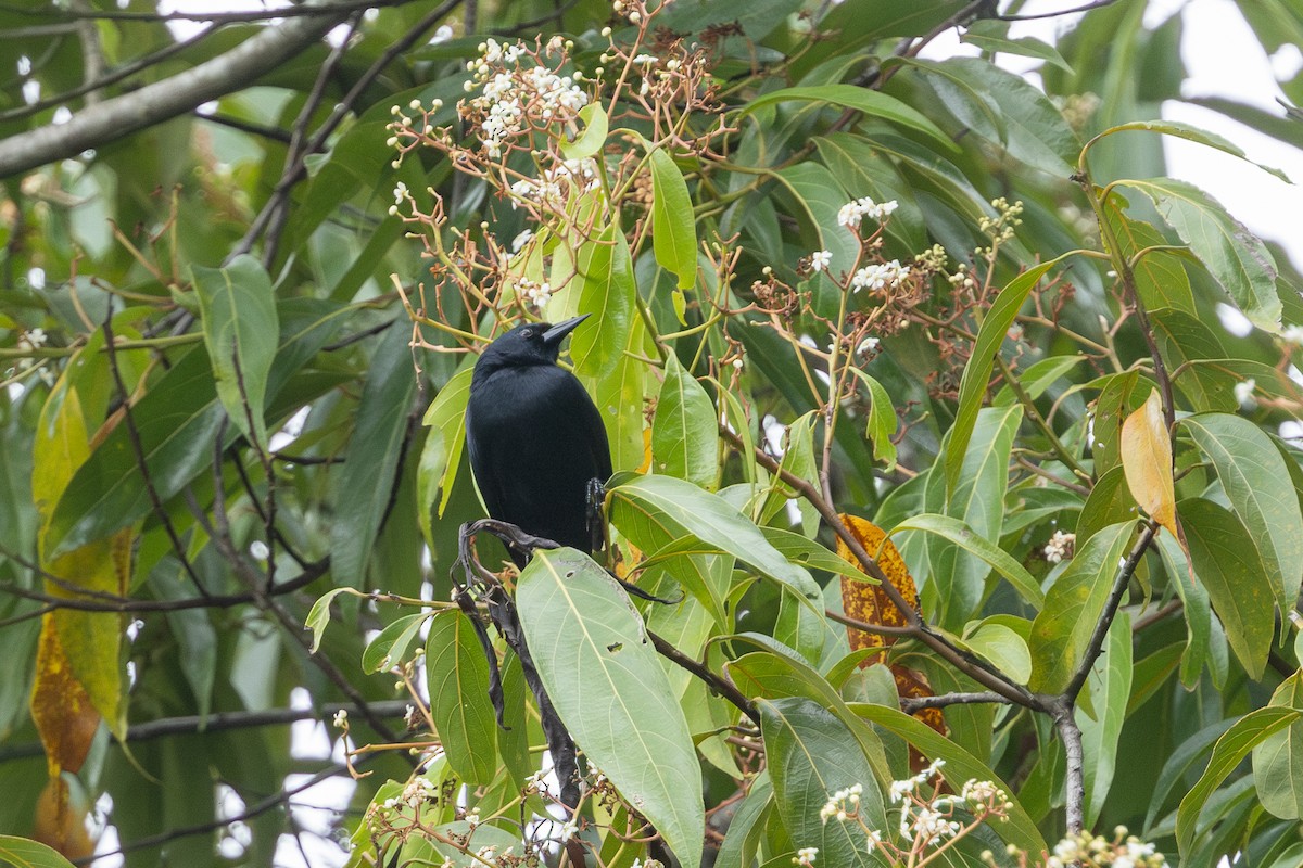 Jamaican Blackbird - ML626807987