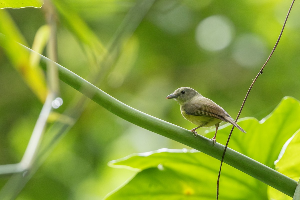 Blue Mountain Vireo - ML626807996