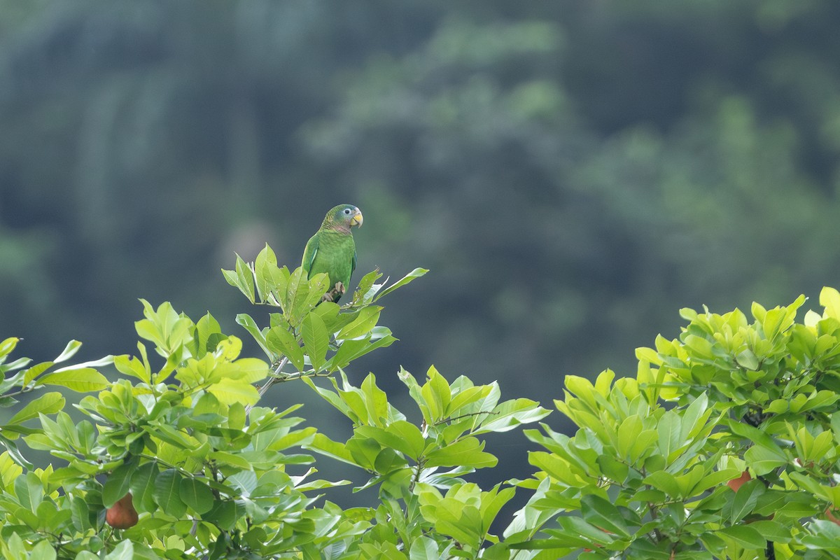 Yellow-billed Amazon - ML626808005