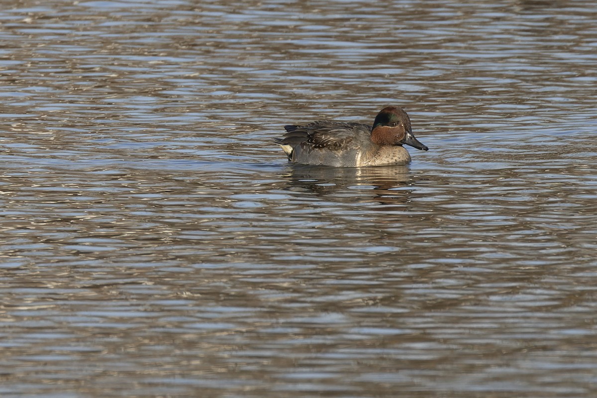 Ногоохон нугас - ML626808063