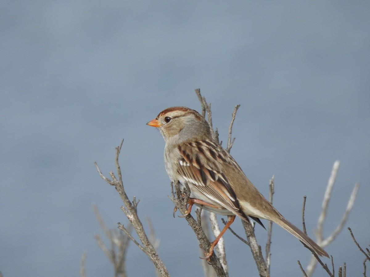 White-crowned Sparrow - ML626808138