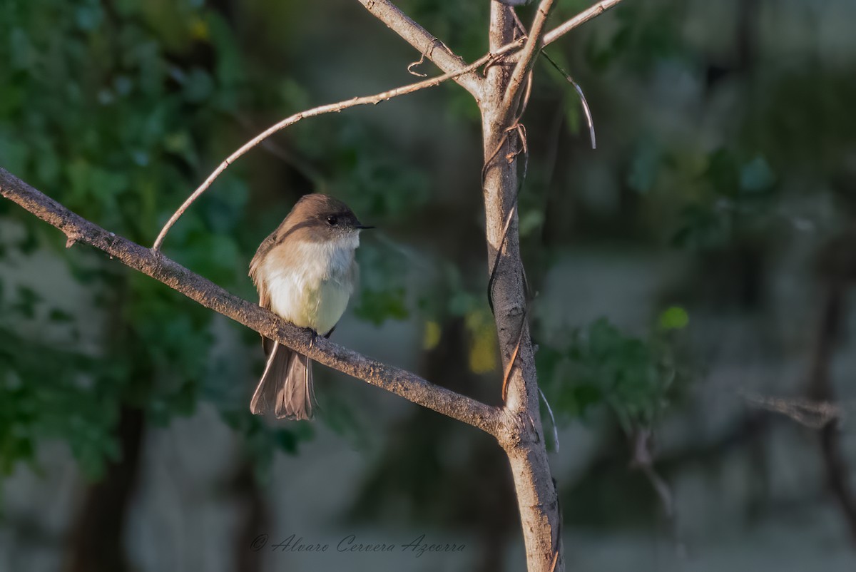 Eastern Phoebe - ML626808149