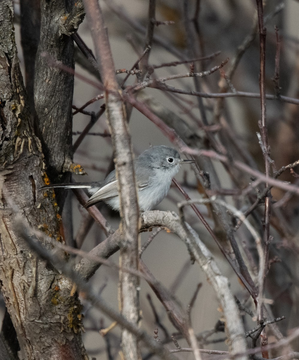 Blue-gray Gnatcatcher - ML626808448