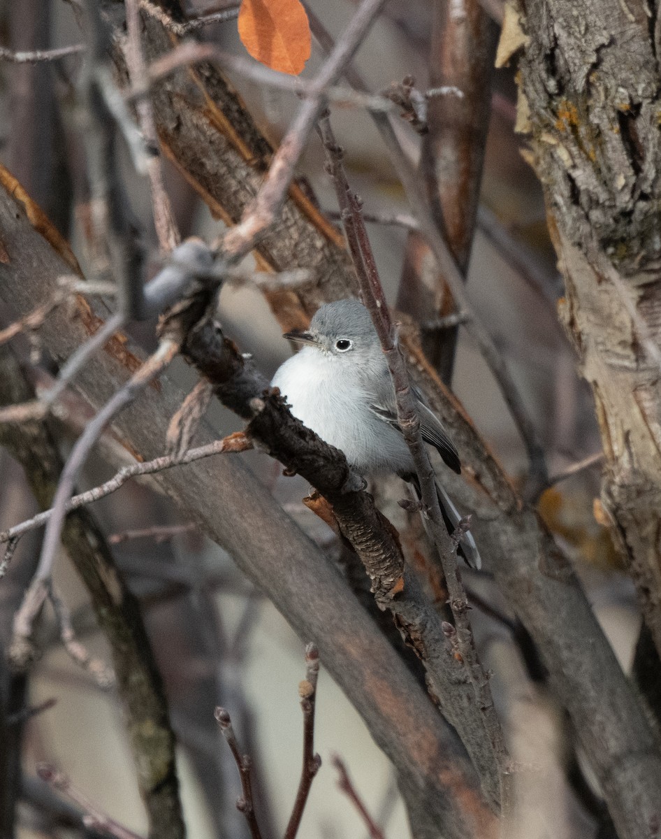 Blue-gray Gnatcatcher - ML626808449