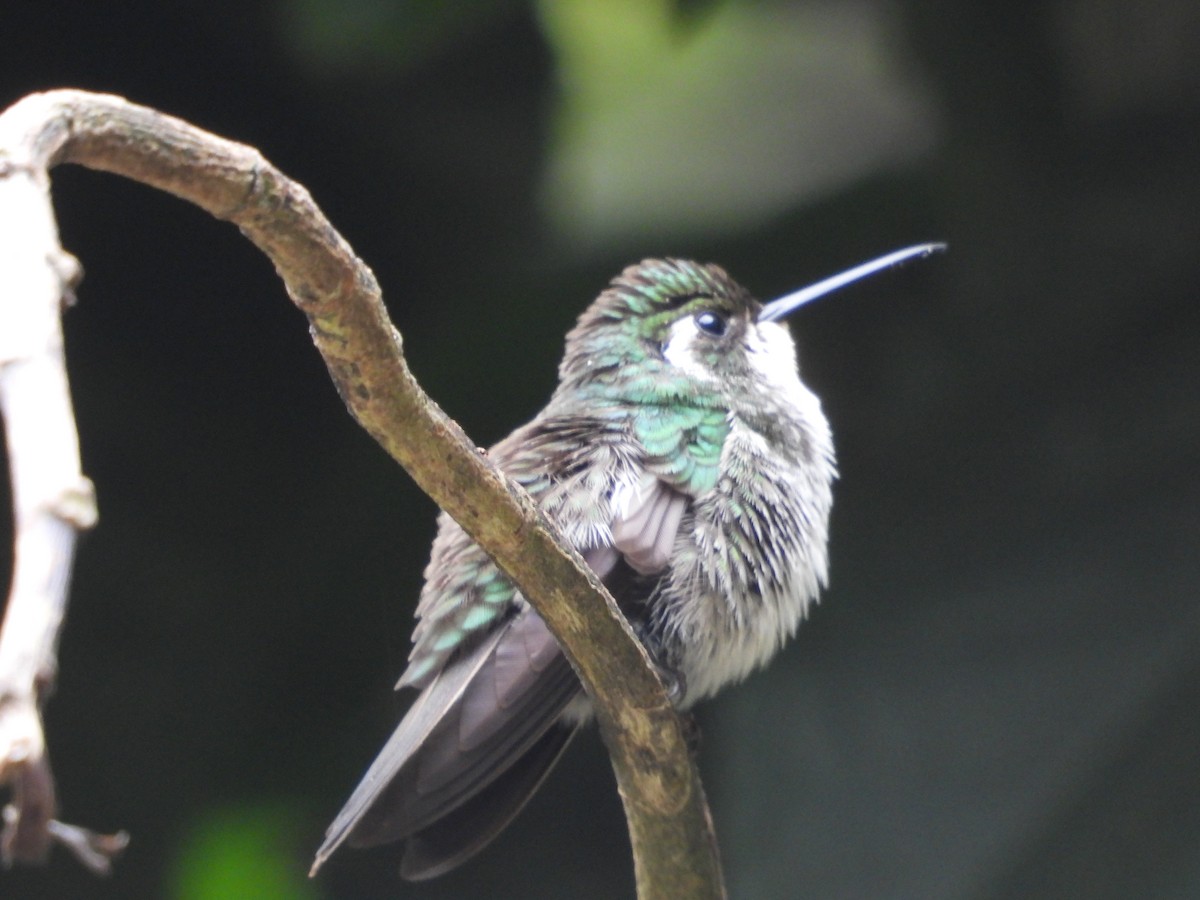 Colibri de Sybil - ML626808539