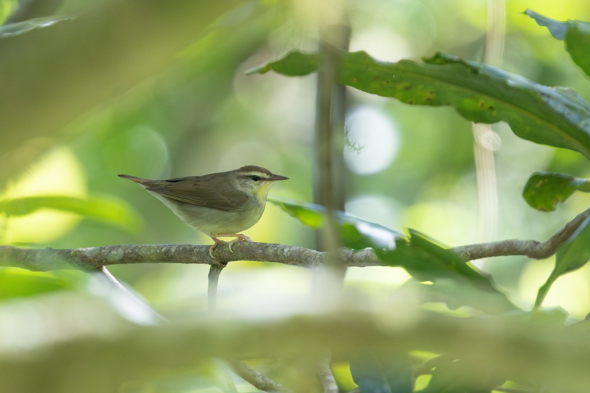 Swainson's Warbler - ML626808656