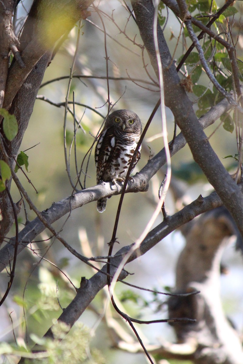 African Barred Owlet - ML626808723