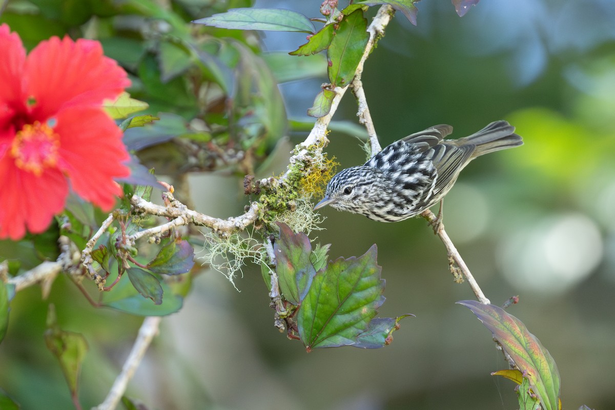 Arrowhead Warbler - ML626808790