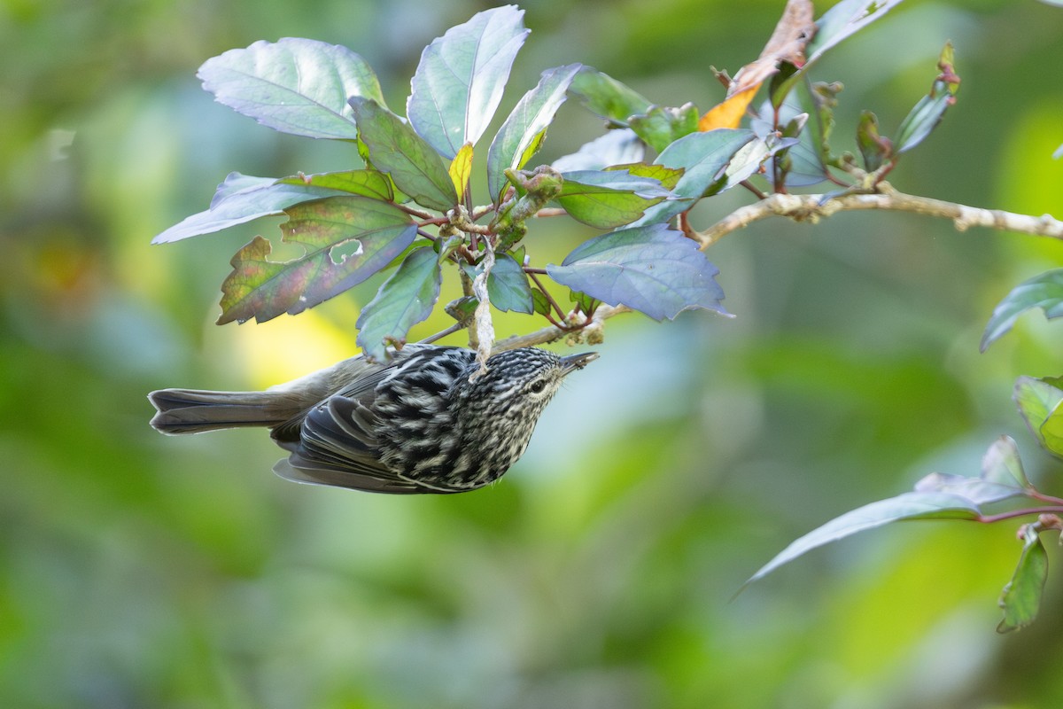 Arrowhead Warbler - ML626808791