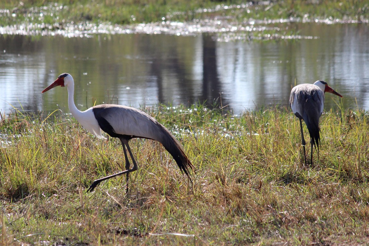 Wattled Crane - ML626808866