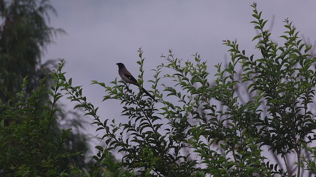 Gri Saksağan - ML626808924