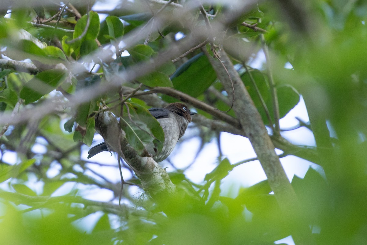 White-eyed Thrush - ML626809009