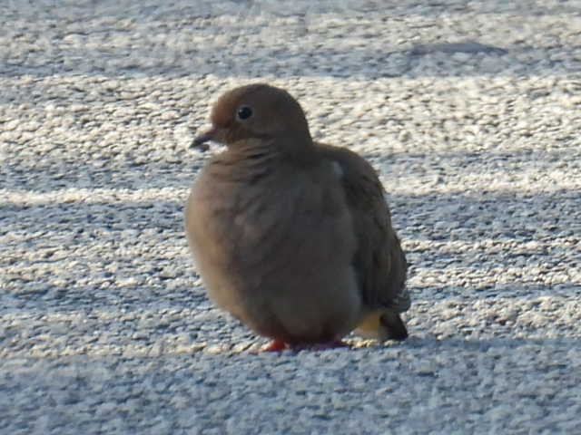 Mourning Dove - ML626809073
