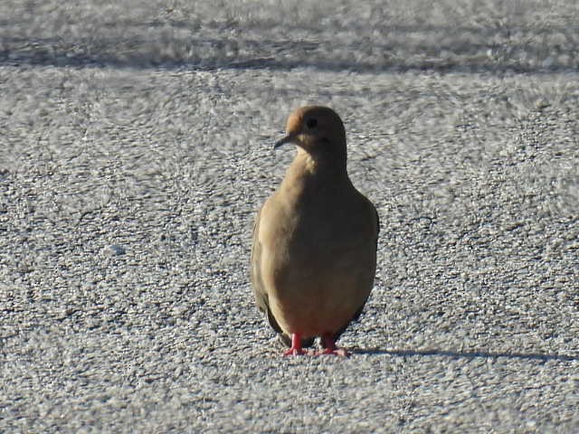 Mourning Dove - ML626809074