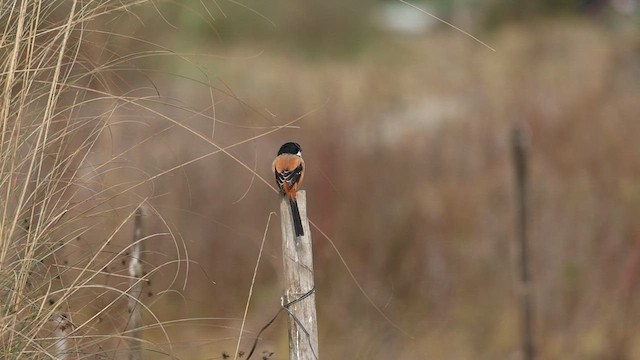 Long-tailed Shrike (tricolor/longicaudatus) - ML626809156