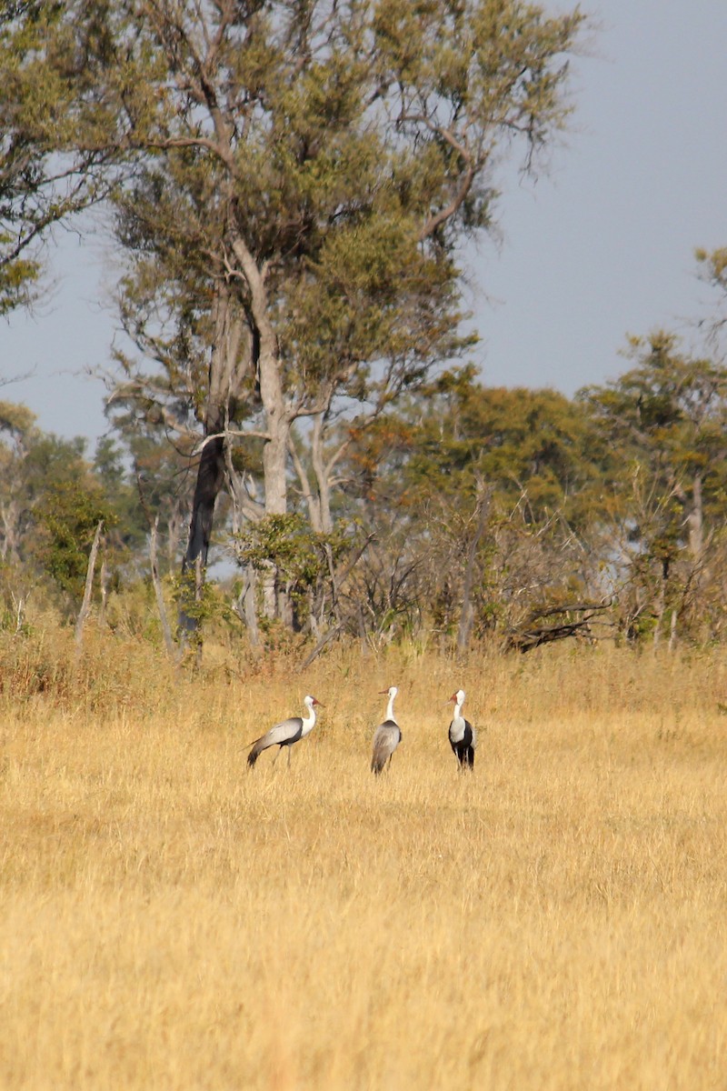 Wattled Crane - ML626809263