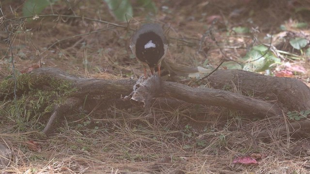 Yellow-billed Blue-Magpie - ML626809403