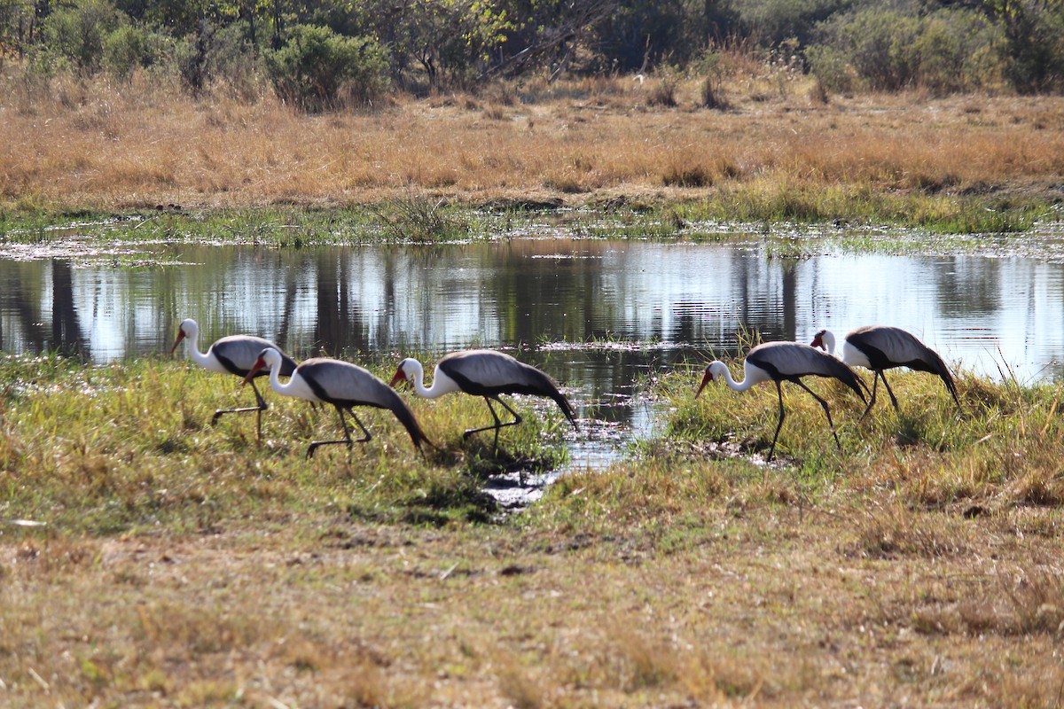 Wattled Crane - ML626809596