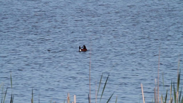 Ruddy Duck - ML626809924