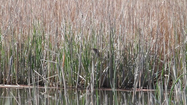 Least Bittern (Northern) - ML626810011