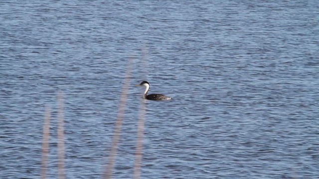 Western Grebe - ML626810141