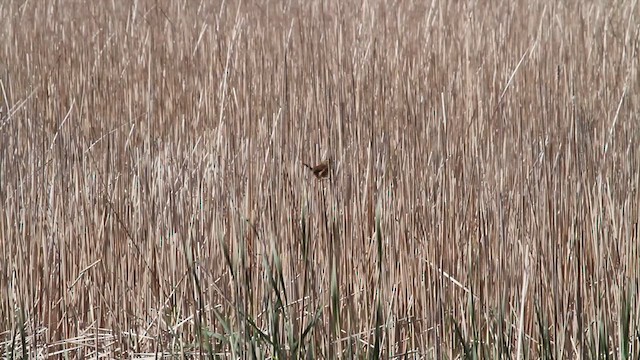 Marsh Wren (palustris Group) - ML626810167