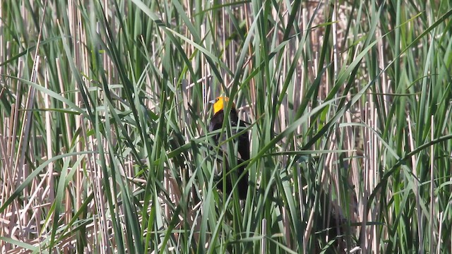 Yellow-headed Blackbird - ML626810182