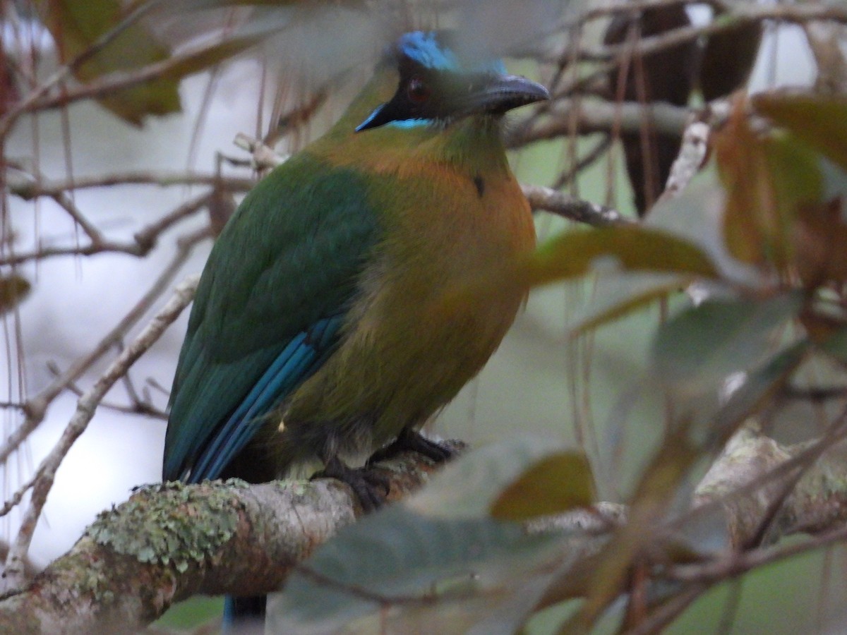 Lesson's Motmot - ML626810326