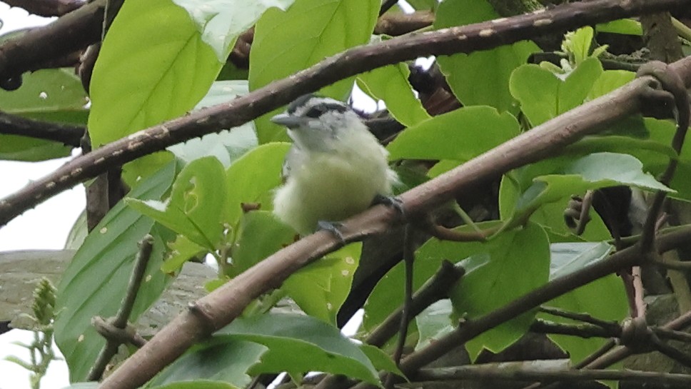 Rusty-winged Antwren - ML626810329