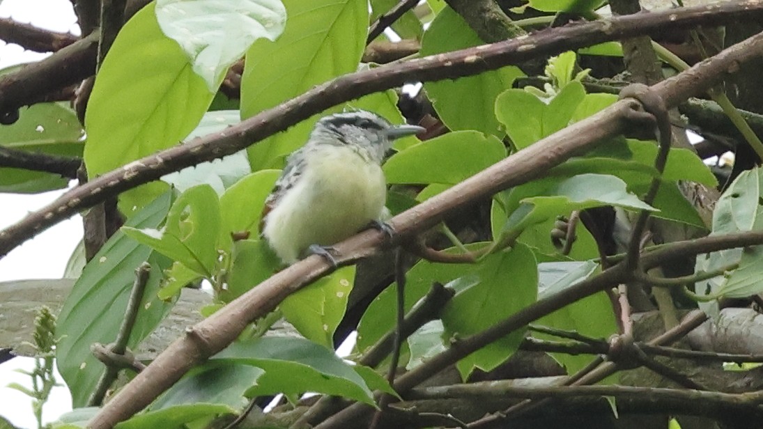 Rusty-winged Antwren - ML626810330