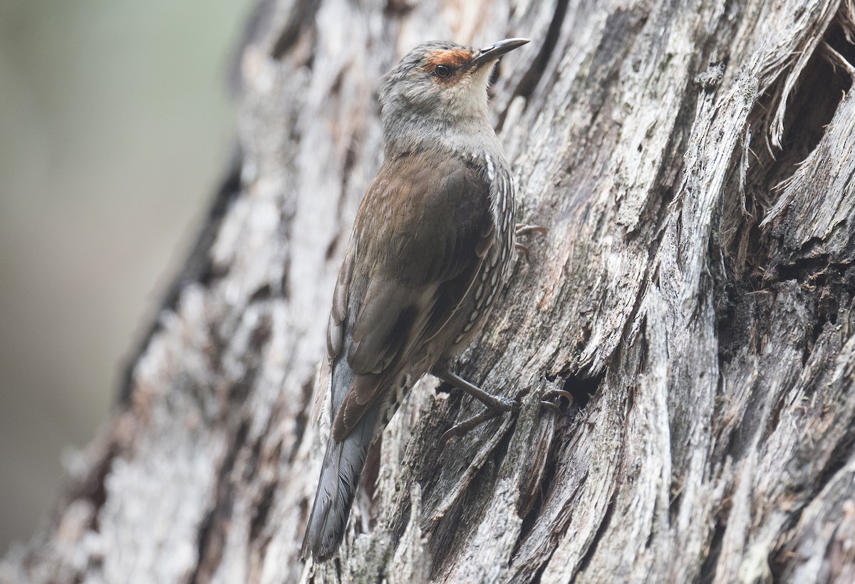 Red-browed Treecreeper - ML626810546