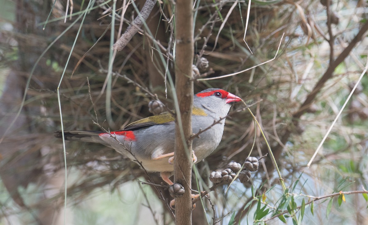 Red-browed Firetail - ML626810564