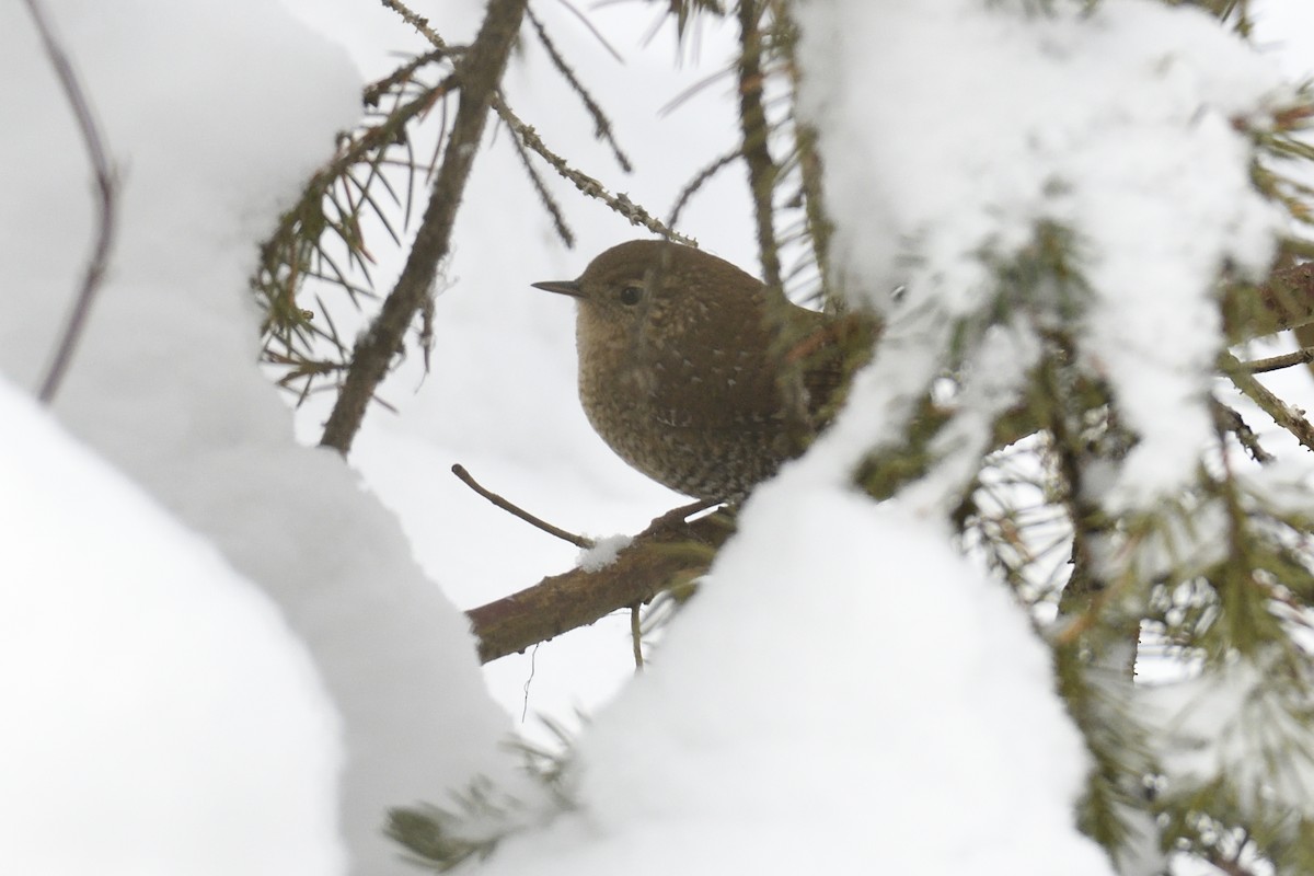 Pacific/Winter Wren - ML626810718