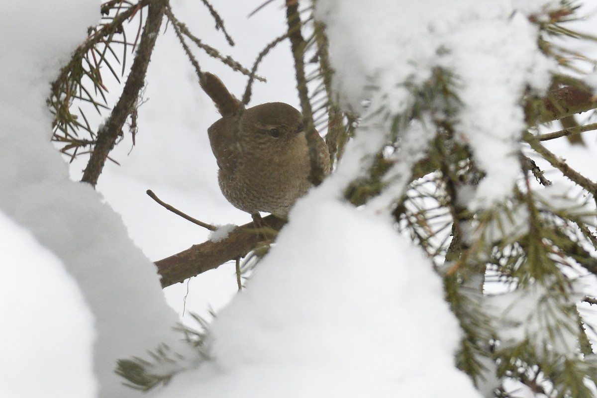 Pacific/Winter Wren - ML626810733