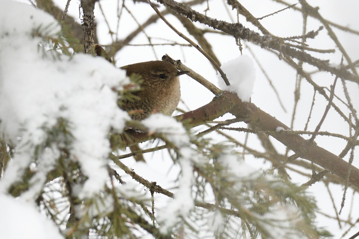 Pacific/Winter Wren - ML626810735