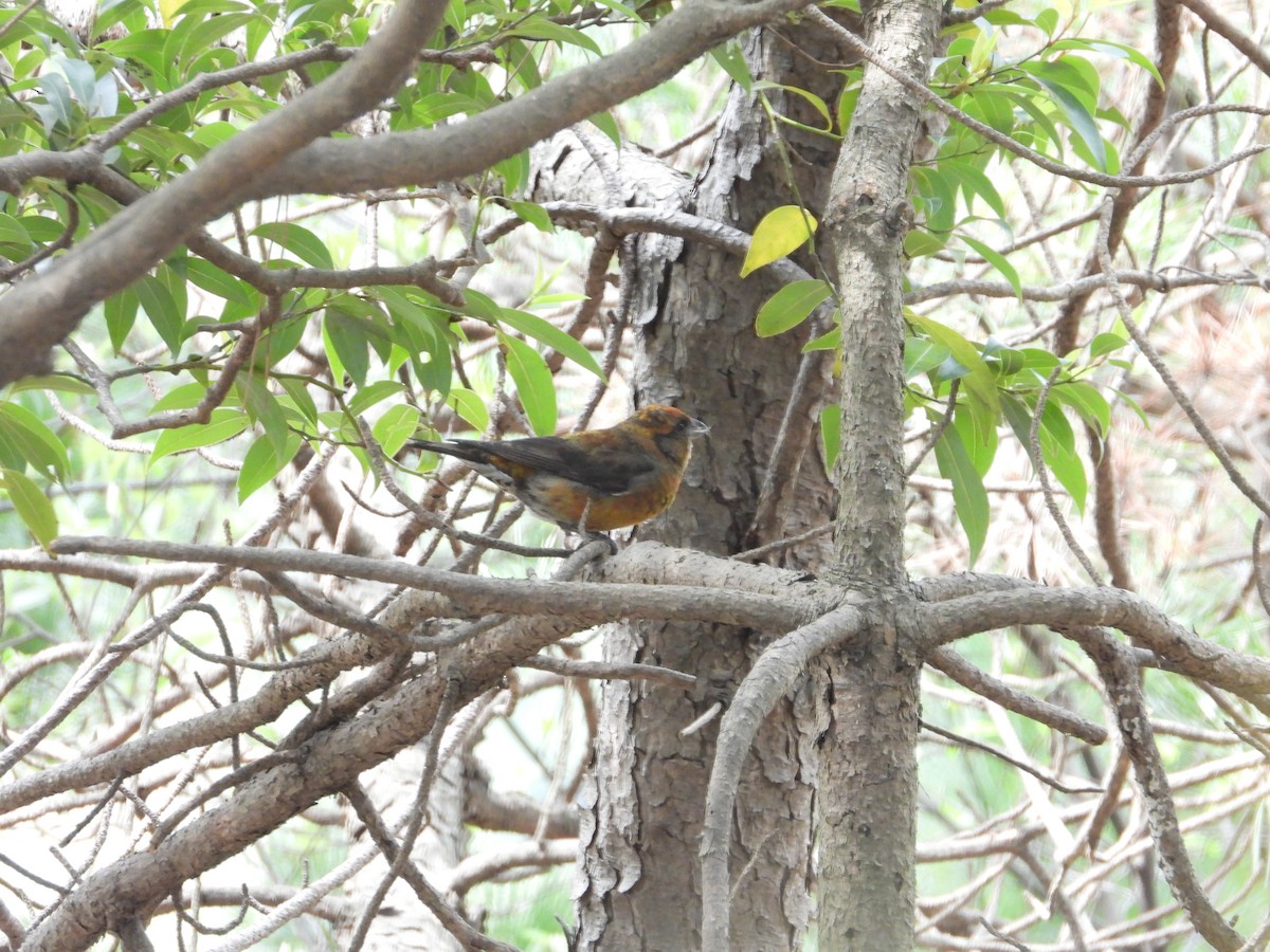 Bec-croisé des sapins (himalayensis) - ML626810862